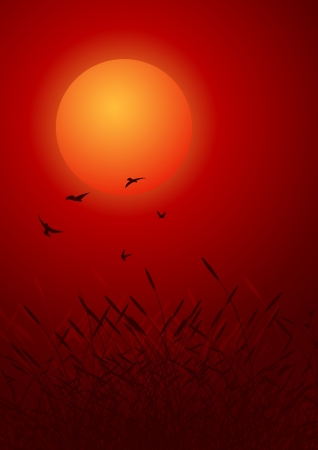birds on red sunset. decorative backgroundのイラスト素材