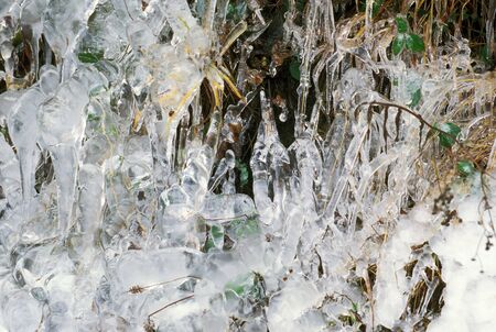 iced grass and leaves in winter の写真素材