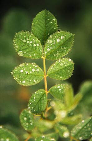 close up of spring  dewy  leaves の写真素材