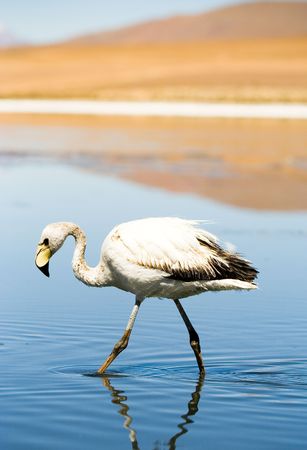 Flamingo, Laguna Blanca, Boliviaの写真素材