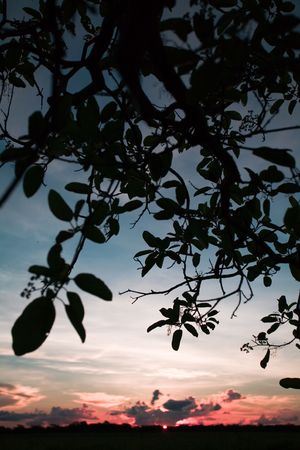 Sunset, The Pampas, Boliviaの写真素材