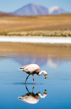 Flamingos at the Altiplano, Boliviaの写真素材