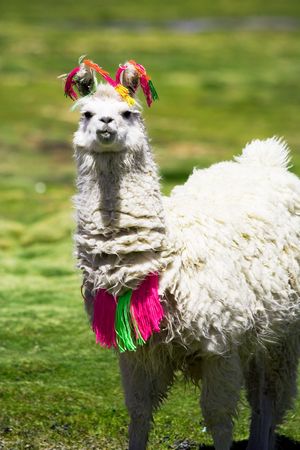 Llama, Boliviaの写真素材