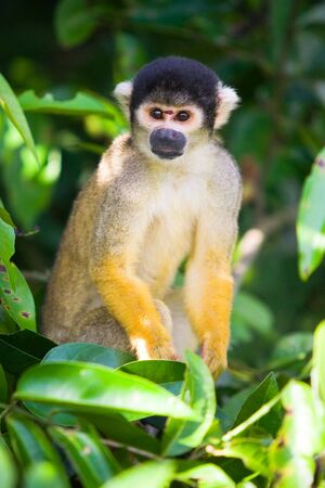 Squirrel monkey, Boliviaの写真素材