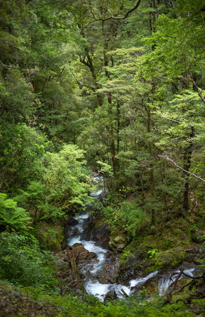 Native bush, North Island, New Zealandの写真素材