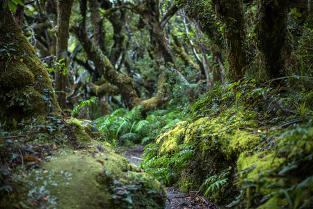 Native bush, North Island, New Zealand
