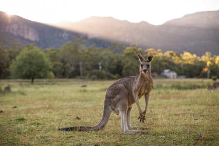 Kangaroo, Grampians, Victoria, Australiaの写真素材