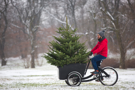 Man cycling home with a big Christmas treeの写真素材