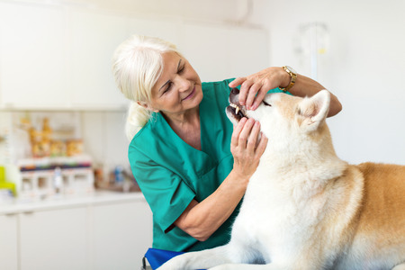 Female veterinarian examining a dog in her officeの写真素材