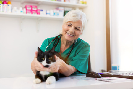 Veterinarian examining a cat in vet's surgeryの写真素材