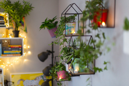 Potted Plants On Shelves At Homeの写真素材
