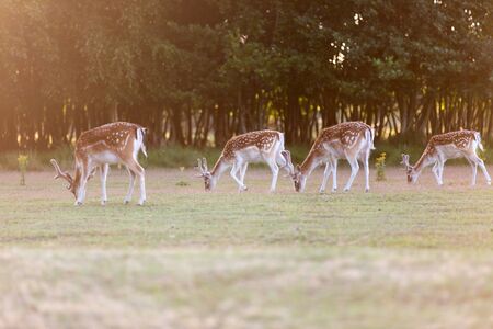 European Fallow Deer roaming in the wild in the Netherlandsの写真素材