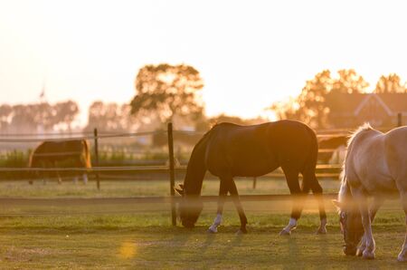 Herd of horses in the sunsetの写真素材