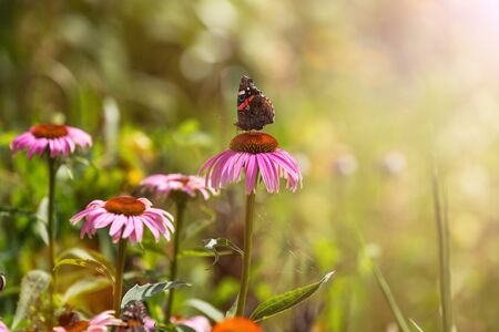 Butterfly pollinating wildflowers in the summer meadowの写真素材