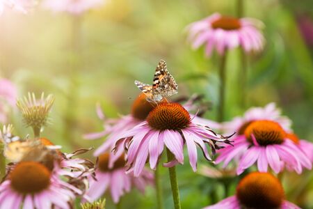 Butterfly pollinating wildflowers in the summer meadowの写真素材