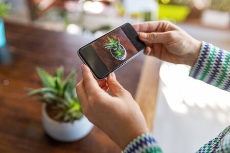 Woman taking photo of potted plant with her smartphoneの写真素材