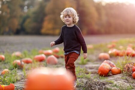 Cute little boy having fun in a pumpkin patchの写真素材