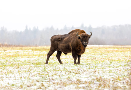 European bison (bison bonasus)Â in the BiaÅowieza Forest  in winter dayの写真素材