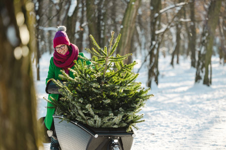 Woman transporting Christmas tree on cargo bikeの写真素材
