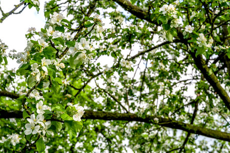 Closeup of a blooming tree.Springtime banner with place for textの写真素材