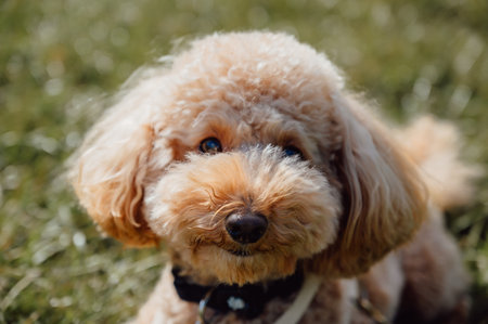Cute smiling toy poodle looking at the camera. Closeup portraitの写真素材