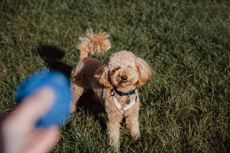 owner throwing ball to toy poodle. training pets outdoorsの写真素材