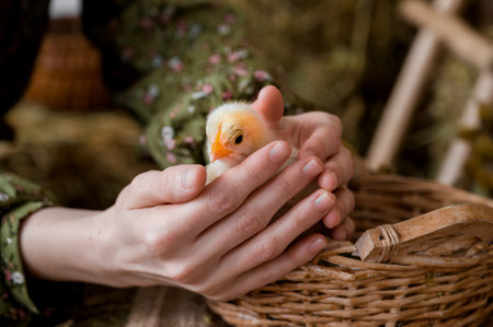 Easter concept. Young red head girl holding cute little chickenの写真素材