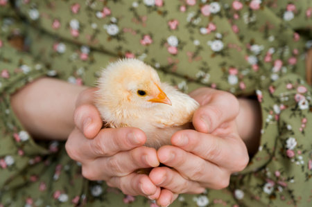 Easter card with little chicken in the hands.の写真素材
