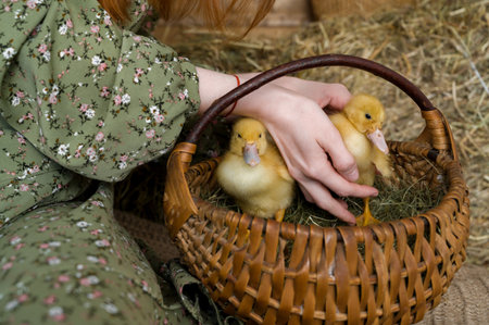 Unrecognizable female holds Sweet yellow easter duckling.の写真素材