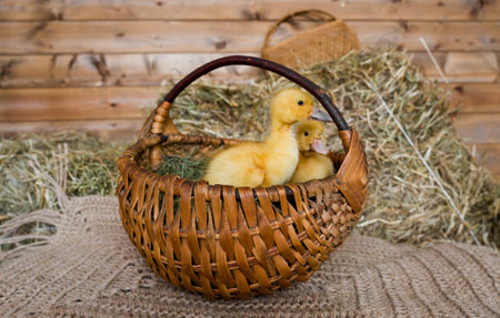 Closeup of yellow baby ducks sitting in a basket. Easter concept. Farm animalsの写真素材