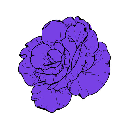 purple hand draw rose vector illustrationのイラスト素材