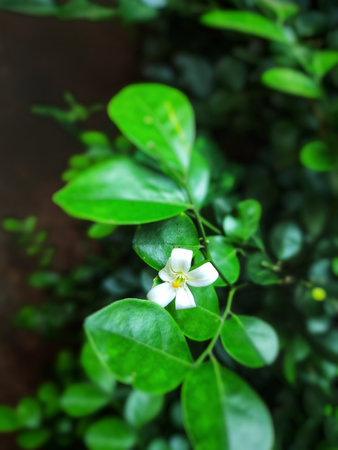 Closeup view Beautiful white wildflower with green plant leafの写真素材