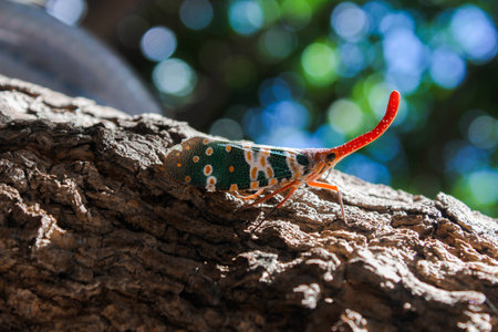 insects on treeの写真素材
