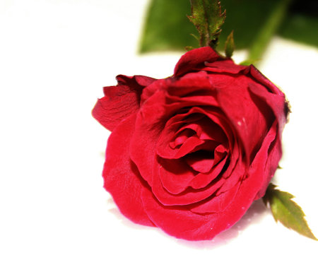 roseの写真素材