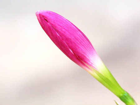 flowerの写真素材
