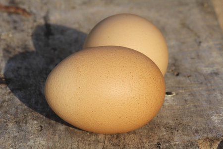 eggsの写真素材