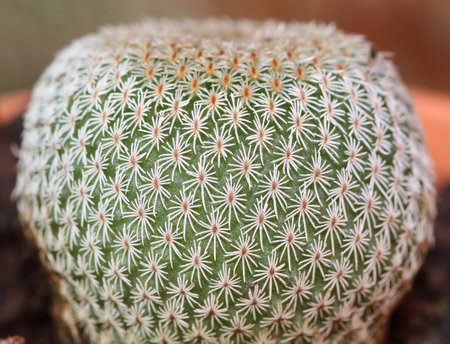 cactusの写真素材
