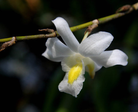 orchidの写真素材