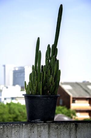 Cactus plant is placed on balconyの写真素材
