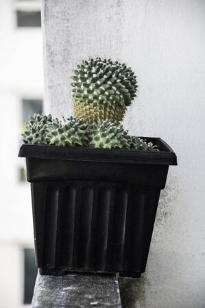 Cactus plant is placed on balcony at apartmentの写真素材