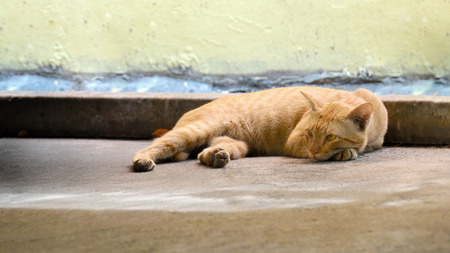 cat is brown, the mood is lonely Lying on the cement floor.の写真素材