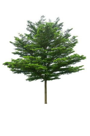 green tree isolated on white backgroundの写真素材