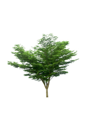 green tree isolated on white backgroundの写真素材