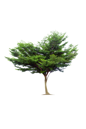 green tree isolated on white backgroundの写真素材