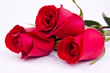 bouquet from three fresh, red roses on a white backgroundの写真素材