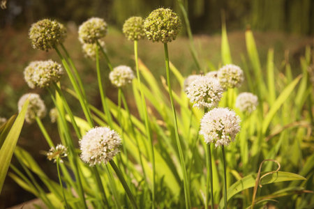 meadow with white flowers and green grass