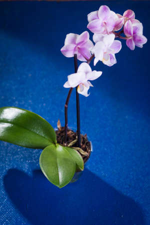 elegant blossom orchid on blue background in studioの写真素材