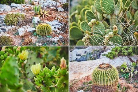 Nature collage-The cactus in the cactus park of Ayia Napa.Cyprusの写真素材