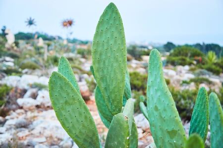 The cactus in the cactus park of Ayia Napa.Cyprusの写真素材
