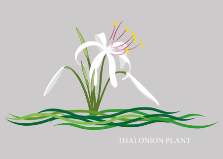 White Crinum, Onion plant, Thai onion plant Crinum Thaianum.のイラスト素材
